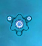 War of Cells